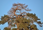 BreivikaGran