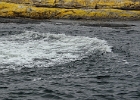 Bølgeskvulp3