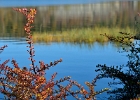 Høststikk
